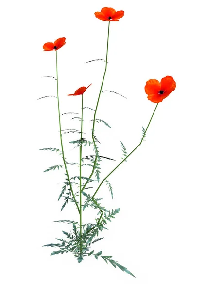 Representación Una Sola Planta Amapola Con Flores Rojas Aisladas Sobre —  Fotos de Stock