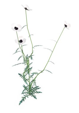 Beyaz çiçekli Beyaz arka plan üzerinde izole tek bir haşhaş bitkisinin 3D render