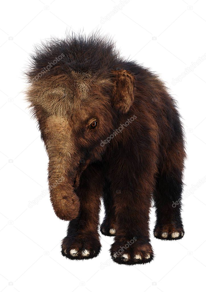 3D rendering of a woolly mammoth baby isolated on white background