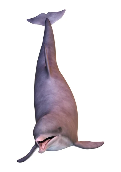 Darstellung Eines Delfins Isoliert Auf Weißem Hintergrund — Stockfoto
