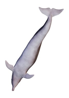 Beyaz arka plan üzerinde izole bir yunusun 3D render