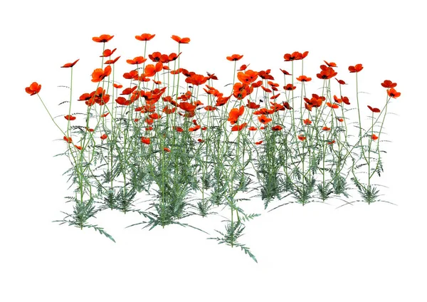 Representación Plantas Amapola Con Flores Rojas Aisladas Sobre Fondo Blanco —  Fotos de Stock