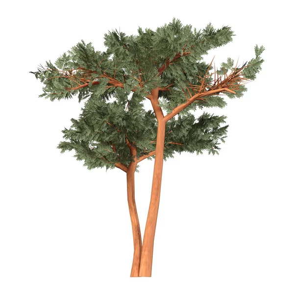 Weergave Van Een Thorn Tree Acacia Boom Geïsoleerd Witte Achtergrond — Stockfoto