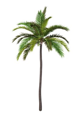 Beyaz arka plan üzerinde izole bir Hindistan cevizi ağacı 3D render