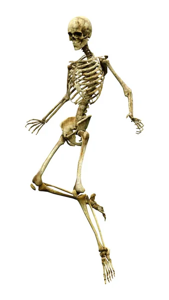 Darstellung Eines Menschlichen Skeletts Isoliert Auf Weißem Hintergrund — Stockfoto