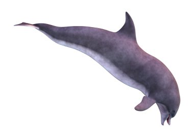 Beyaz arka plan üzerinde izole bir yunusun 3D render