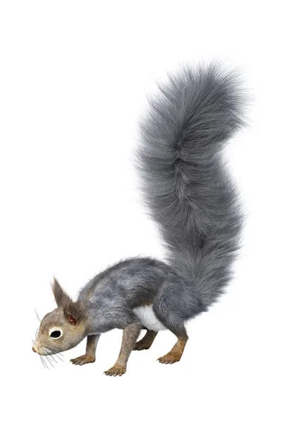3D Rendering Eastern Grey Squirrel di Putih — Stok Foto