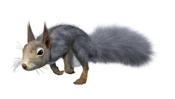 Rendering Eastern Grey Squirrel Isolated White Background — Stock Photo, Image
