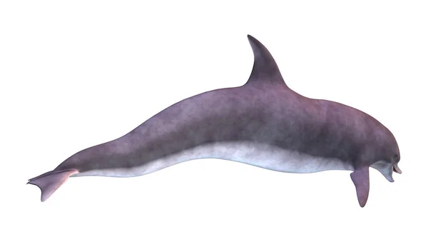Візуалізація Дельфіна Ізольовано Білому Тлі — стокове фото