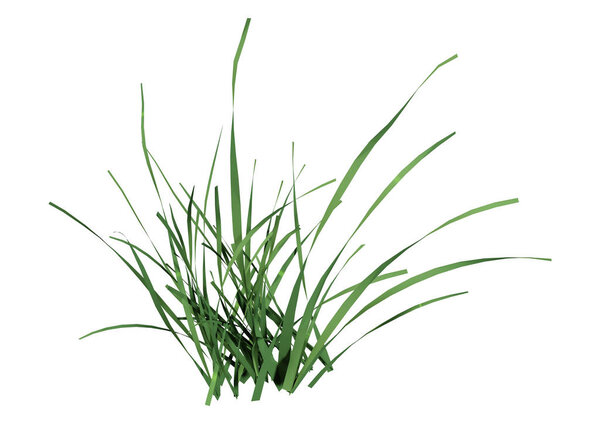 3D rendering of a green grass clump isolated on white background