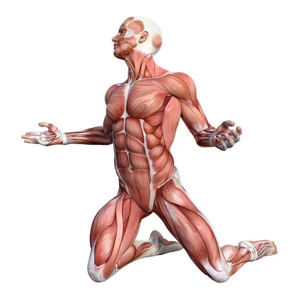 Vykreslování Mužské Anatomii Postavy Svaly Mapa Izolované Bílém Pozadí — Stock fotografie