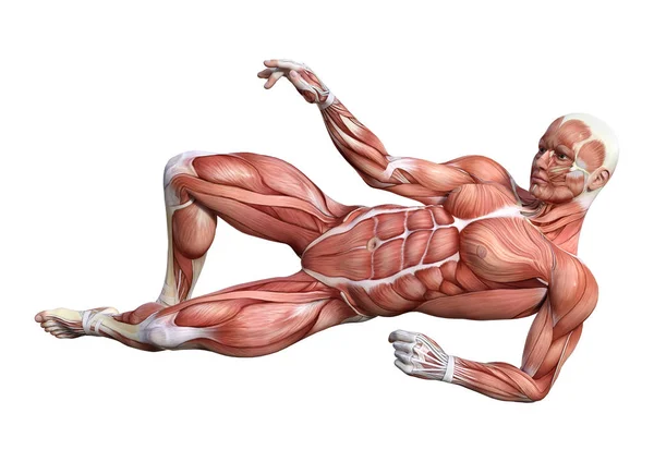 Vykreslování Mužské Anatomii Postavy Svaly Mapa Izolované Bílém Pozadí — Stock fotografie