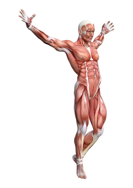 Representación Una Figura Anatomía Masculina Con Mapa Muscular Aislado Sobre —  Fotos de Stock