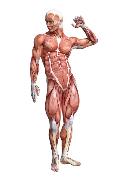 Weergave Van Een Figuur Van Mannelijke Anatomie Met Spieren Kaart — Stockfoto