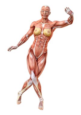 Beyaz arka planda izole edilmiş kas haritaları olan üç boyutlu bir kadın figürü