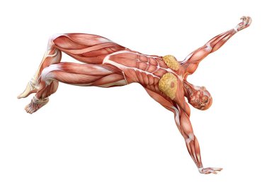 Beyaz arka planda izole edilmiş kas haritaları olan üç boyutlu bir kadın figürü