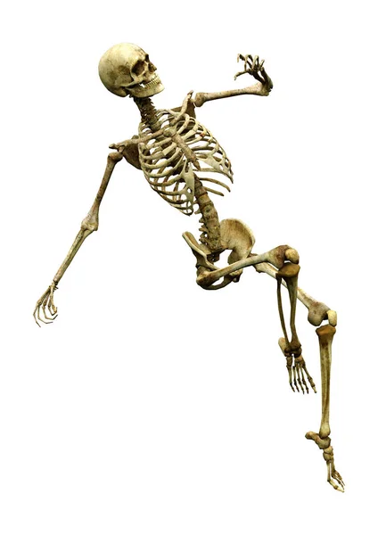 Візуалізація Людського Скелета Ізольовано Білому Тлі — стокове фото