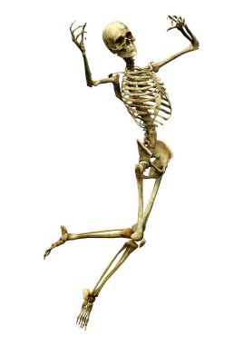 Beyaz arkaplanda izole edilmiş bir insan iskeletinin 3 boyutlu görüntülenmesi