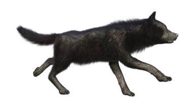 Beyaz arkaplanda izole edilmiş bir siyah kurdun 3D görüntüsü