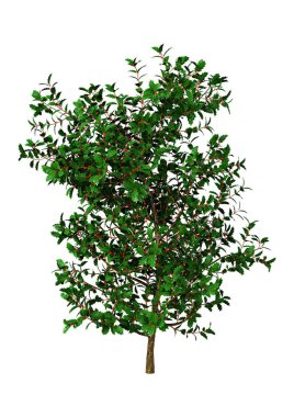 Beyaz arka plan üzerinde izole bir holly Bush 3D render