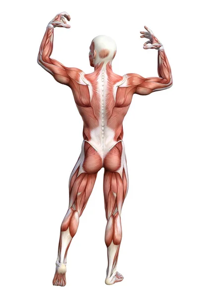 Representación Una Figura Anatomía Masculina Con Mapa Muscular Aislado Sobre — Foto de Stock