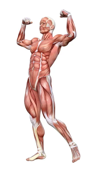 Renderização Uma Figura Anatômica Masculina Com Mapa Muscular Isolado Fundo — Fotografia de Stock