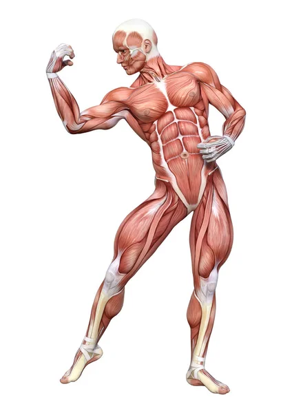 Renderização Uma Figura Anatômica Masculina Com Mapa Muscular Isolado Fundo — Fotografia de Stock