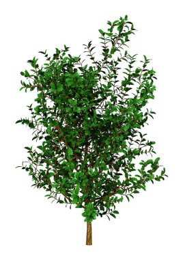 Beyaz arka plan üzerinde izole bir holly Bush 3D render
