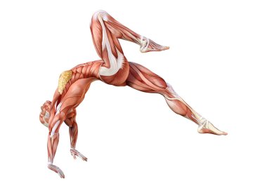 Beyaz arka planda izole edilmiş kas haritaları olan üç boyutlu bir kadın figürü