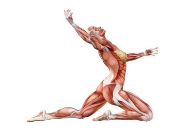 Beyaz arka planda izole edilmiş kas haritaları olan üç boyutlu bir kadın figürü