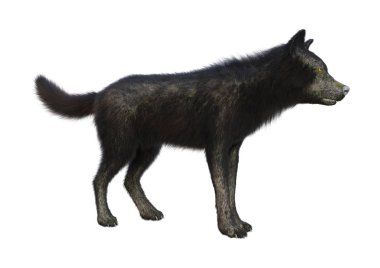 Beyaz arkaplanda izole edilmiş bir siyah kurdun 3D görüntüsü