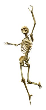 Beyaz arkaplanda izole edilmiş bir insan iskeletinin 3 boyutlu görüntülenmesi