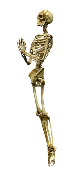 Darstellung Eines Menschlichen Skeletts Isoliert Auf Weißem Hintergrund — Stockfoto