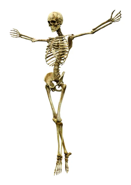 Rendering Human Skeleton Isolated White Background — Stock Photo, Image
