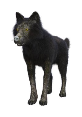 Beyaz arkaplanda izole edilmiş bir siyah kurdun 3D görüntüsü