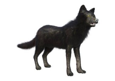 Beyaz arkaplanda izole edilmiş bir siyah kurdun 3D görüntüsü