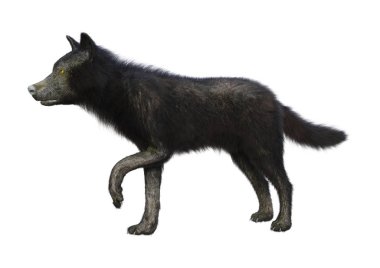 Beyaz arkaplanda izole edilmiş bir siyah kurdun 3D görüntüsü