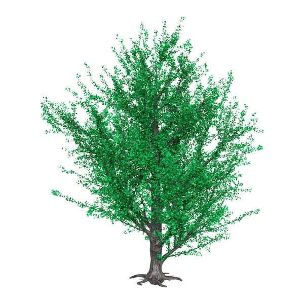 渲染的孤立的白色背景上的绿色杨树树 — 图库照片