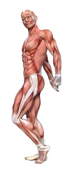 Rendering Male Anatomy Figure Muscles Map Isolated White Background — Stock Photo, Image