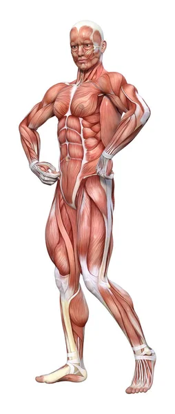 Rendu Une Figure Anatomie Masculine Avec Carte Musculaire Isolée Sur — Photo