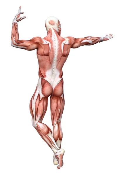 Rendering Male Anatomy Figure Muscles Map Isolated White Background — Stock Photo, Image