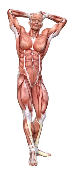 Rendering Male Anatomy Figure Muscles Map Isolated White Background — Stock Photo, Image