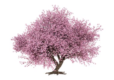 Beyaz arka plan üzerinde izole sakura ağacı çiçek açan bir pembe 3D render