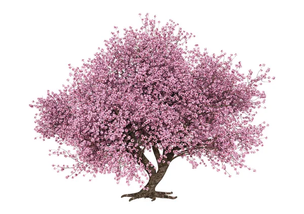 Beyaz arka plan üzerinde izole sakura ağacı çiçek açan bir pembe 3D render