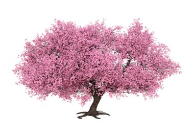 Beyaz arka plan üzerinde izole sakura ağacı çiçek açan bir pembe 3D render