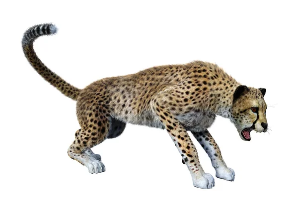 Рендеринг Большой Кошки Гепарда Изолированы Белом Фоне — стоковое фото