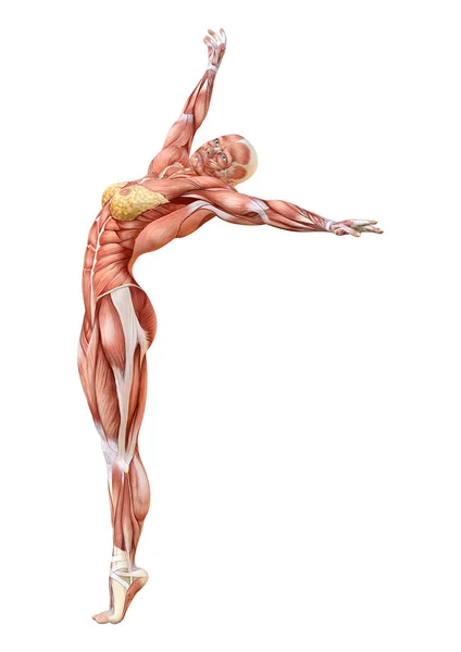 Representación Una Figura Femenina Con Mapas Musculares Aislados Sobre Fondo —  Fotos de Stock