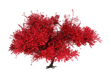 Beyaz arka plan üzerinde izole kırmızı momiji ağacının 3D render