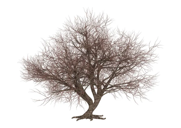 Рендеринг Листового Дерева Сакуры Белом Фоне — стоковое фото