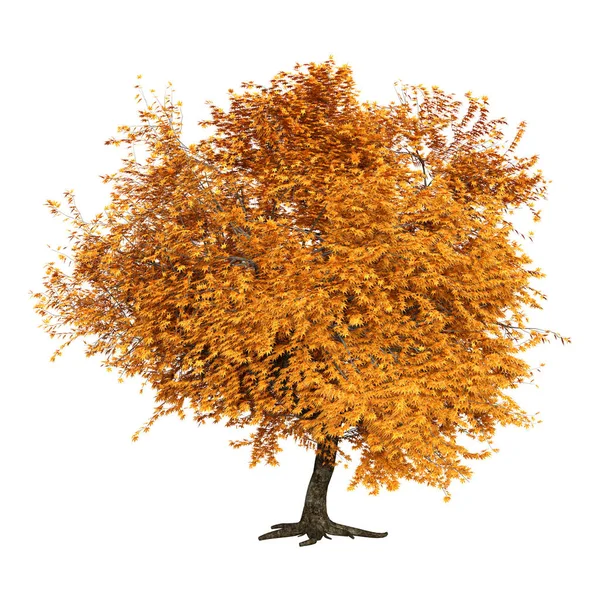 Vykreslování Stromu Podzimní Přirozeně Rostoucí Území Izolovaných Bílém Pozadí — Stock fotografie